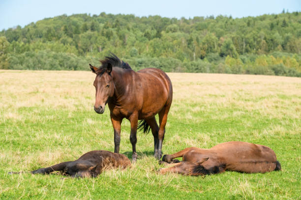 istock A foal is sleeping on the grass on a field on a summer day 1435538652