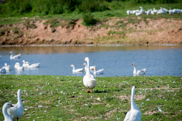 istock White geese on a summer day at the farm lake 1435538702