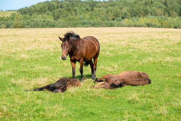 istock A foal is sleeping on the grass on a field on a summer day 1435538716