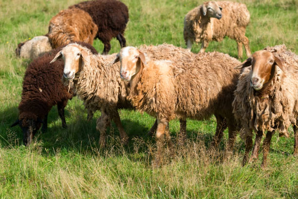 um rebanho de ovelhas pasta em um prado em um dia de verão - lamb merino sheep sheep horizontal - fotografias e filmes do acervo