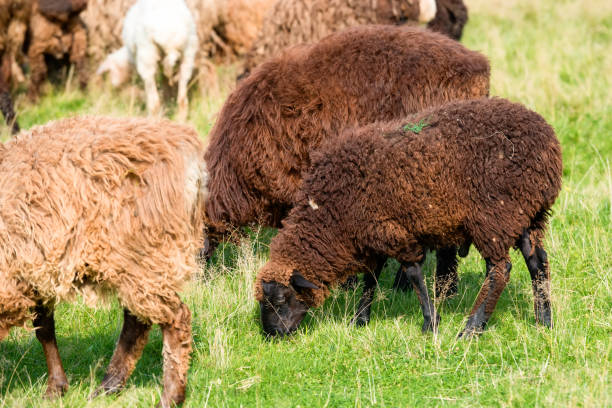 um rebanho de ovelhas pasta em um prado em um dia de verão - lamb merino sheep sheep horizontal - fotografias e filmes do acervo