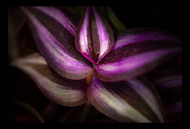 istock wild plant pink and green color 1435540652