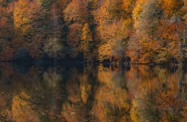 istock autumn colors trees in national park 1435540719