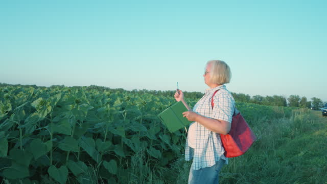 Mature chubby female farmer inspects a field of sunflowers.