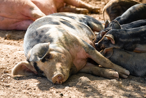 Pig mother with her little piglets in the pen at the farm