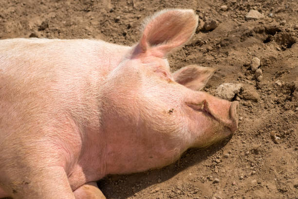 istock Piglets on a summer day at the farm are sleeping 1435544005