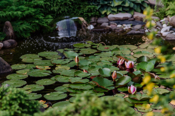 istock Water lily outdoor in garden pond, copy space. 1435545978