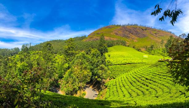 istock Scenic view of tea plantations in Munnar, India 1435546455