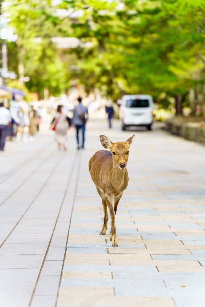 istock Deer in Nara Park have been protected very carefully since ancient times 1435546592