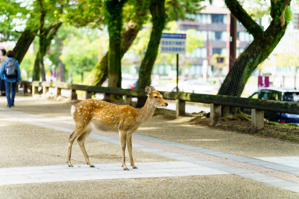 istock Deer in Nara Park have been protected very carefully since ancient times 1435546607