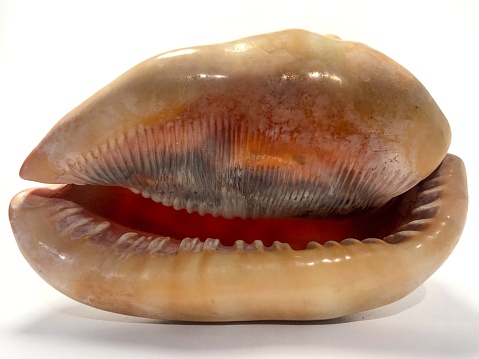 Cypracassis Rufa Cypraecassis Rufa Large Shell Bottom View Stock Photo - Download Image ...