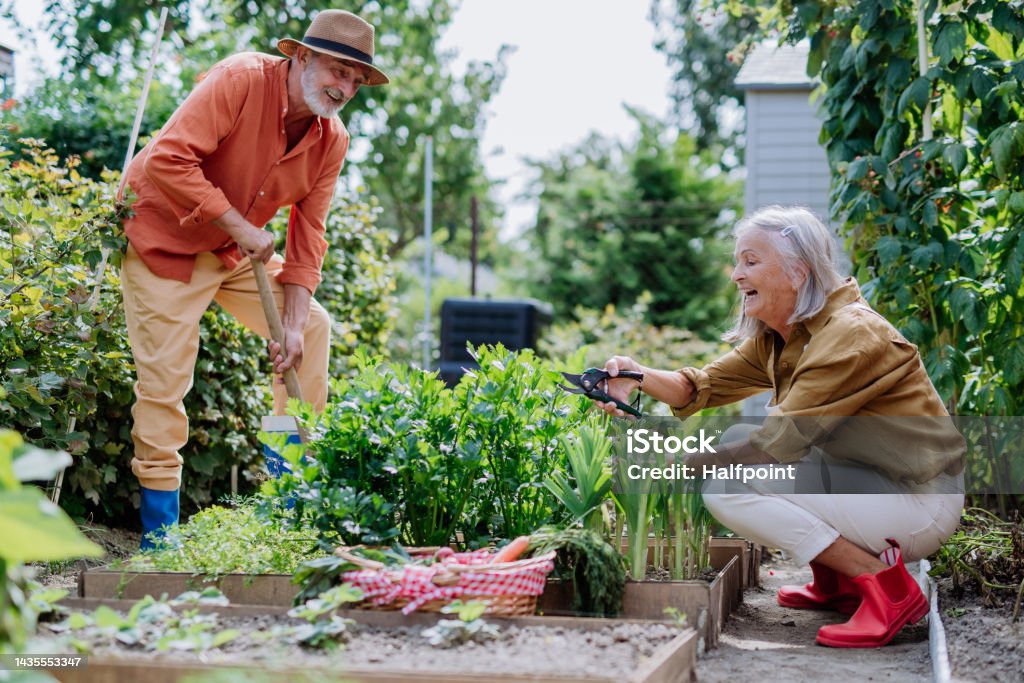 Happy senior couple working and harvesting vegetables from their garden. Happy senior couple working and harvesting fresh vegetables from their garden. Gardening Stock Photo