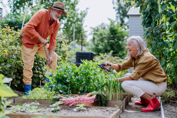Happy senior couple working and harvesting vegetables from their garden. stock photo