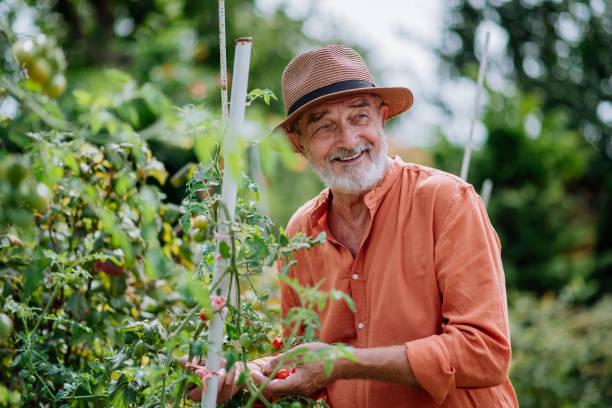 istock Senior man harvesting cherry tomatoes in his garden. 1435553713