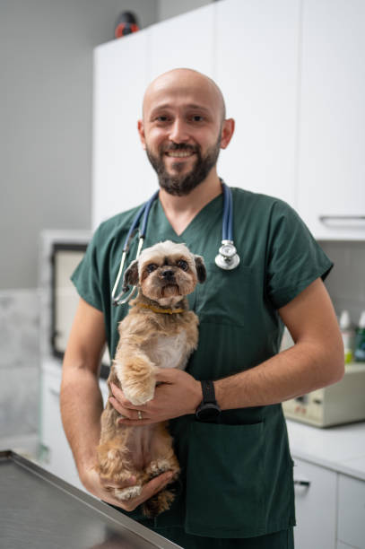 A cheerful vet holding an amputee shih tzu stock photo