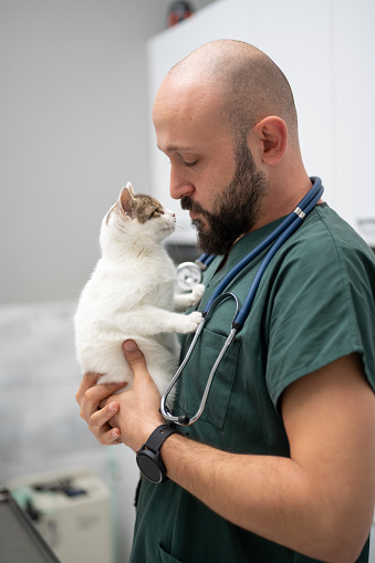 A young male vet holding a kitten during examining.
