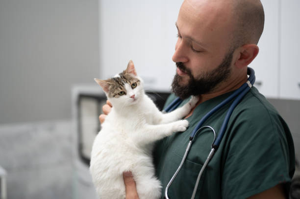 istock A young male vet holding a kitten 1435554079