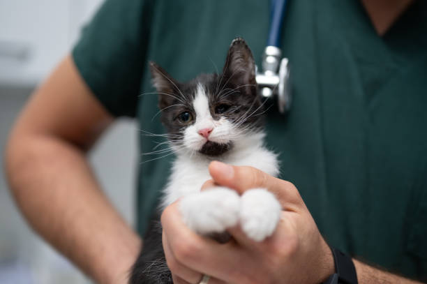 A male vet holding an injured kitten stock photo