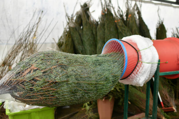 istock Salesman being wrapped up a Christmas tree packed in a plastic net 1435554166