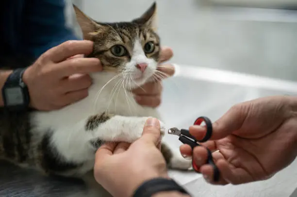 A veterinarian cutting kitten cat's nails in vet clinic.
