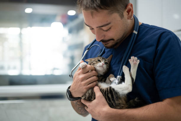 istock A young male vet holding a kitten 1435554209