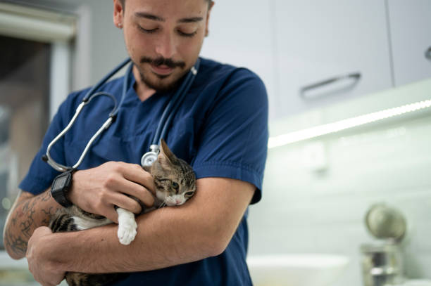 A young male vet holding a kitten during examining.