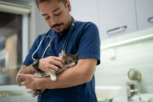 istock A young male vet holding a kitten 1435554765
