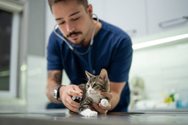 A young male vet examining a kitten Close-up of male vet examining a kitten with stethoscope in vet clinic. animal hospital stock pictures, royalty-free photos & images