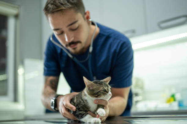 istock A young male vet examining a kitten 1435555296