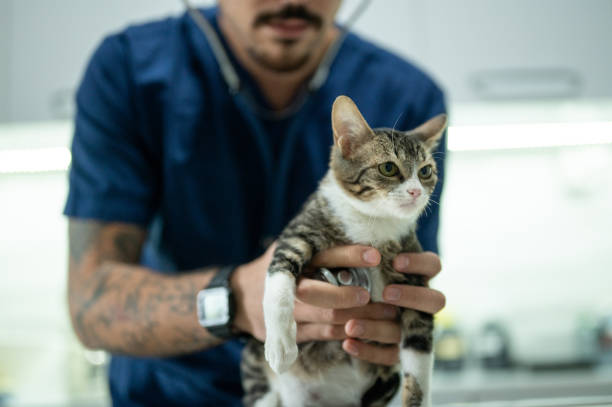 istock A young male vet examining a kitten 1435555313