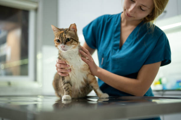 istock A young female vet stroking a kitten 1435555866