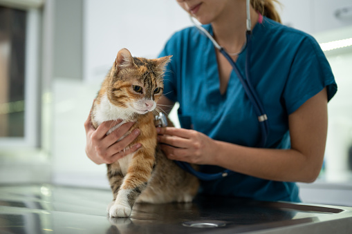 Close-up of female vet examining a kitten with stethoscope in vet clinic.