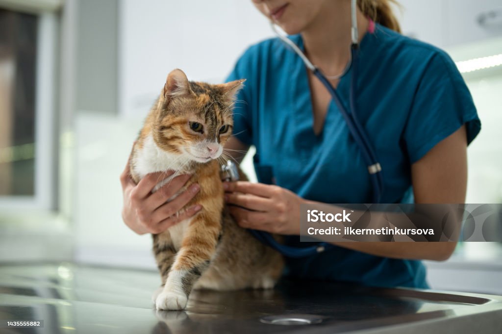 A young female vet examining a kitten Close-up of female vet examining a kitten with stethoscope in vet clinic. Veterinarian Stock Photo