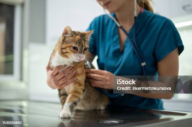 A Young Female Vet Examining A Kitten Stock Photo - Download Image Now - Veterinarian, Pets, Domestic Cat