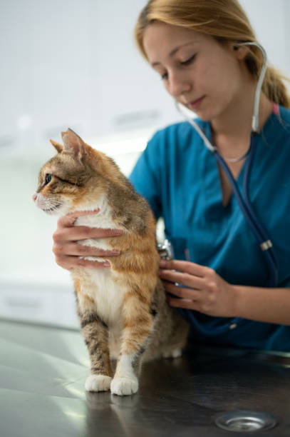 istock A young female vet examining a kitten 1435555893
