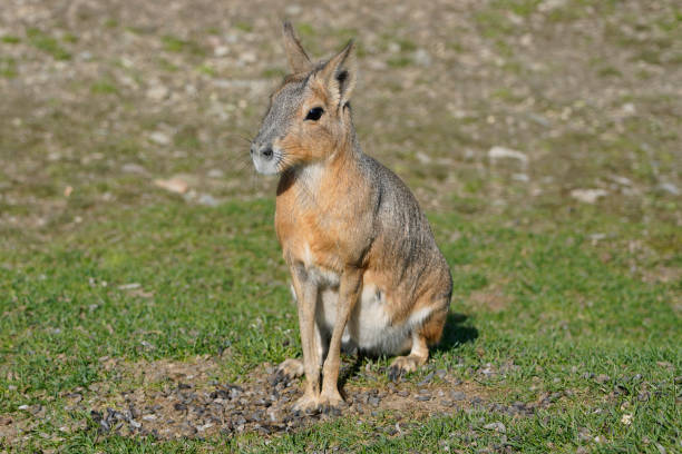 istock Patagonian mara hare dillaby 1435555906