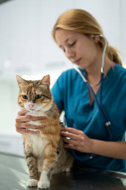 istock A young female vet examining a kitten 1435555911