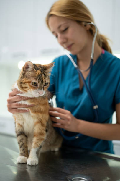istock A young female vet examining a kitten 1435555926