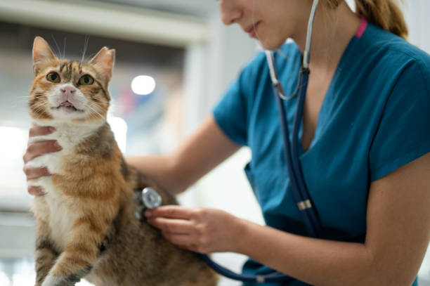 istock A young female vet examining a kitten 1435555937