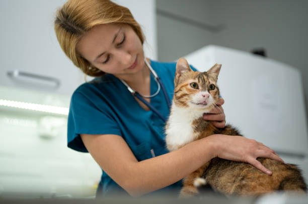 istock A young female vet stroking a kitten 1435555953