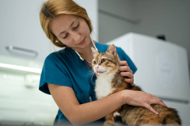 istock A young female vet stroking a kitten 1435556016