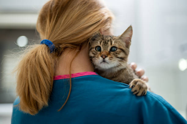 istock A young female vet holding a kitten 1435556085