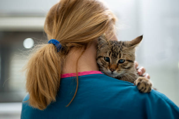 istock A young female vet holding a kitten 1435556099