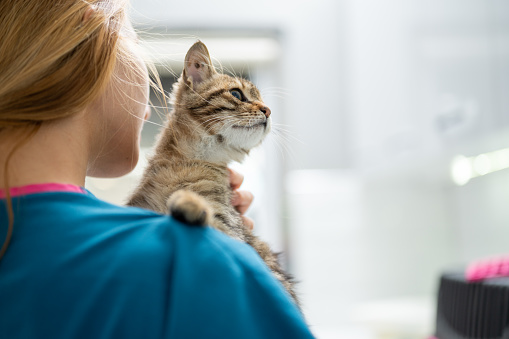 A young female vet holding an injured kitten by her left eye during examining.