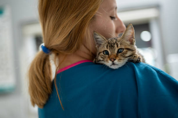 istock A young female vet holding a kitten 1435556130