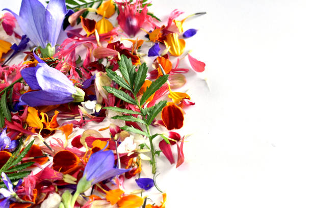 istock Greeting card with colorful petals. 1435556179