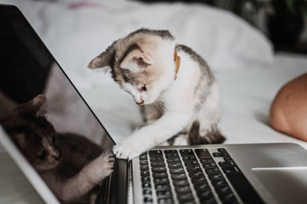istock Freelance, work from home. Cat play with laptop. Little kitten looking the laptop while its female owner working 1435556247