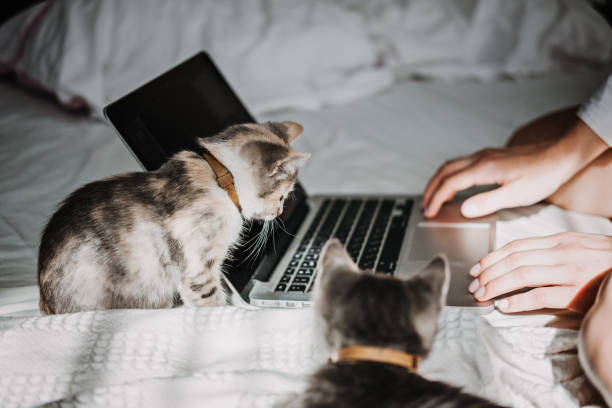 istock Freelance, work from home. Cat play with laptop. Little kitten looking the laptop while its female owner working 1435556251