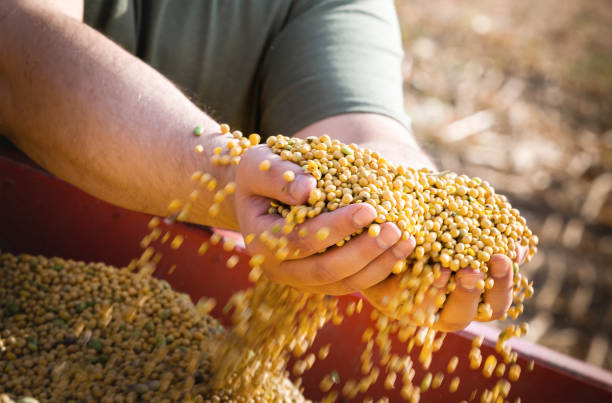 istock Farmer holding soy grains in his hands 1435556770