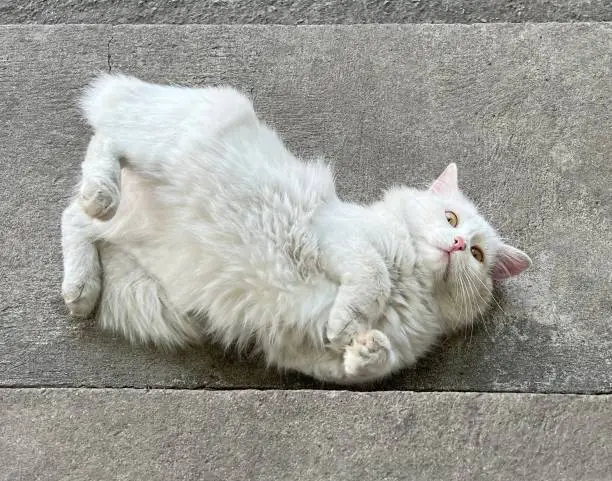 White cat lying down on the floor.
